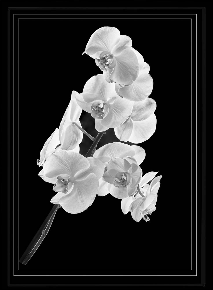 Orchid - Lynn Duffney