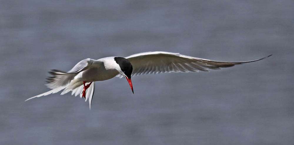 Clare Carter - Common Tern Hunting