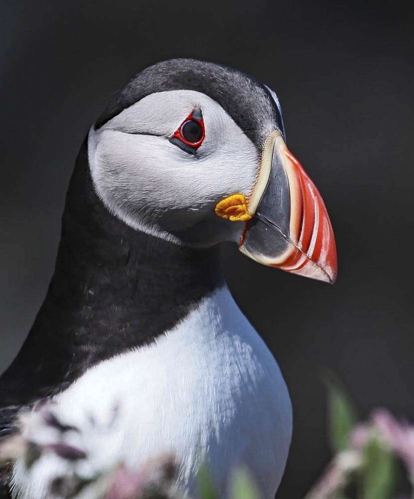 Clare Carter - Puffin