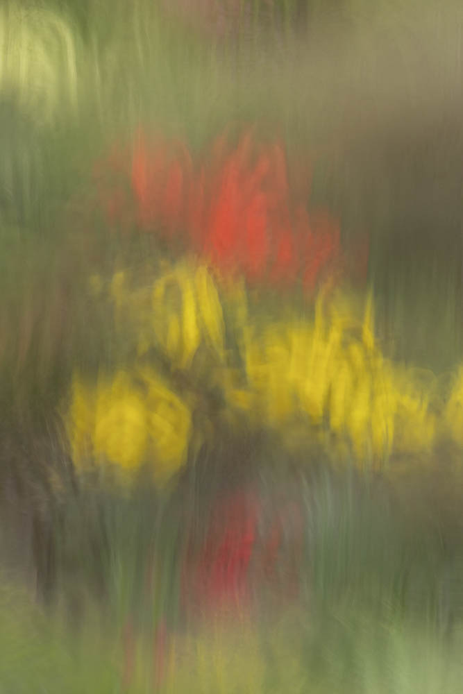 Dave Watson - Spring Flowers Through Rain Lashed Window