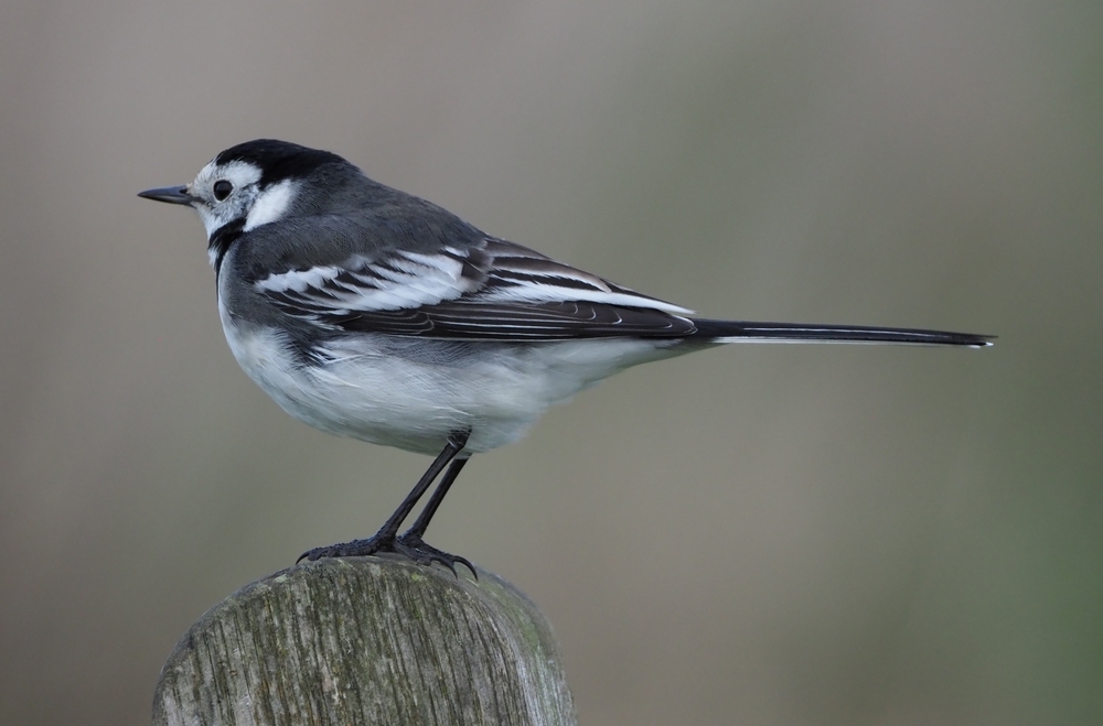 Colin Fiske - Wagtail