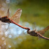 Formation Flying - Peter Freeman