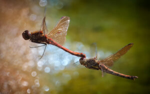 Formation Flying - Peter Freeman