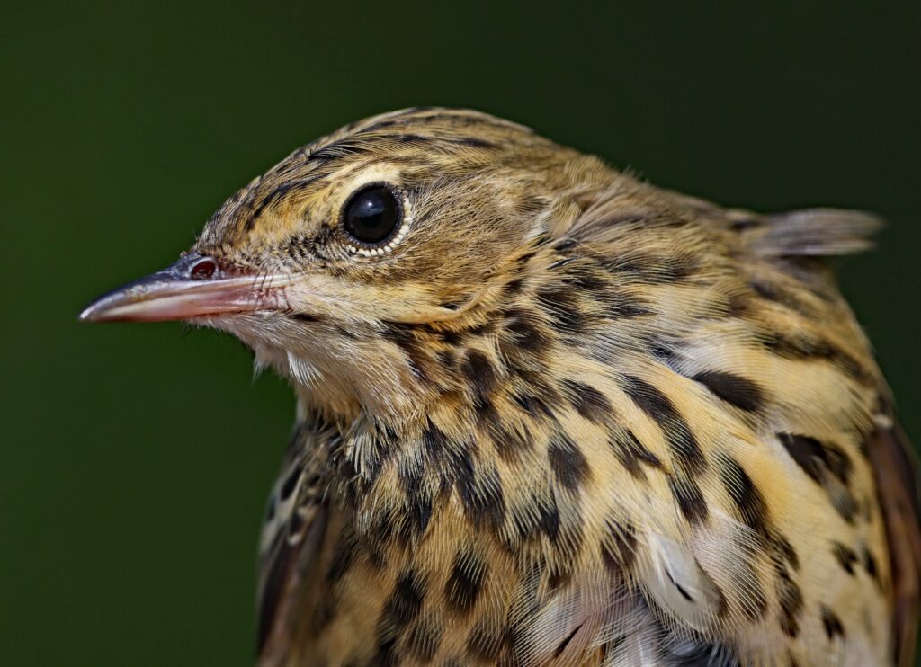Tree Pipit - Dene Carter