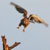 Kestrel Takeoff - Dene Carter