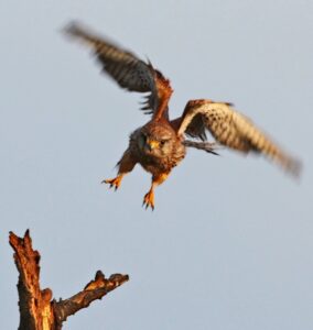 Kestrel Takeoff - Dene Carter