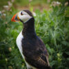 Puffin Stands Guard - Peter Freeman