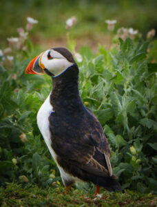 Puffin Stands Guard - Peter Freeman
