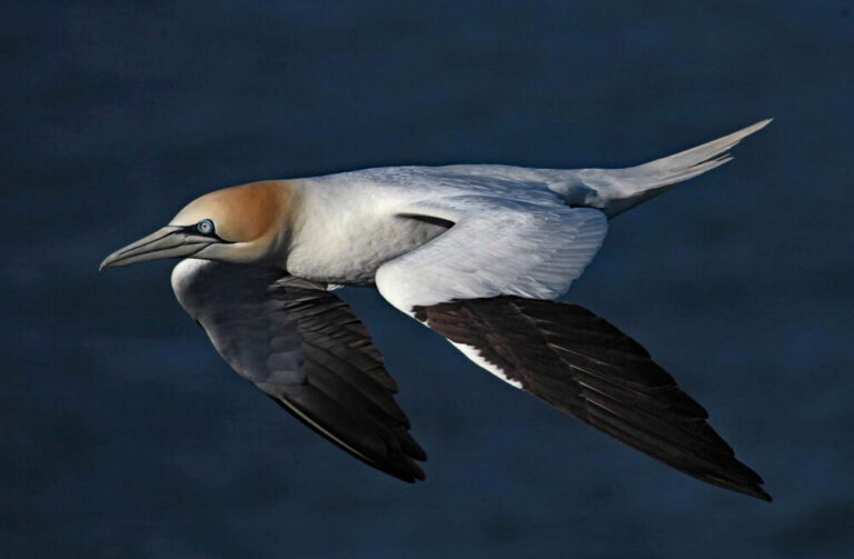Riding The Wind - Clare Carter