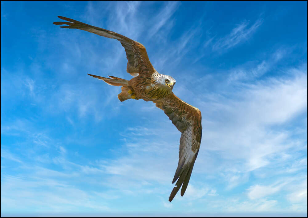 Red Kite - Alan Powell