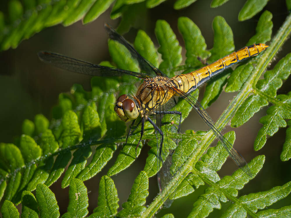 Female Vagrant Darter On Bracken - Peter Freeman