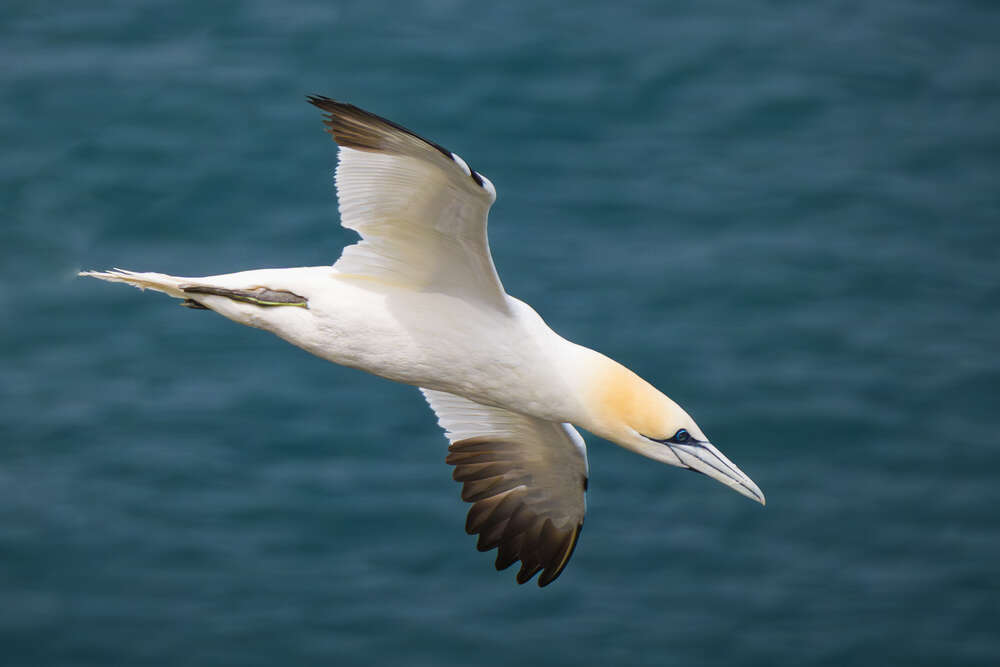 Gannet In Shallow Dive - Peter Freeman
