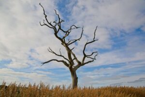 Between Snape And Iken - Harman Hopkins