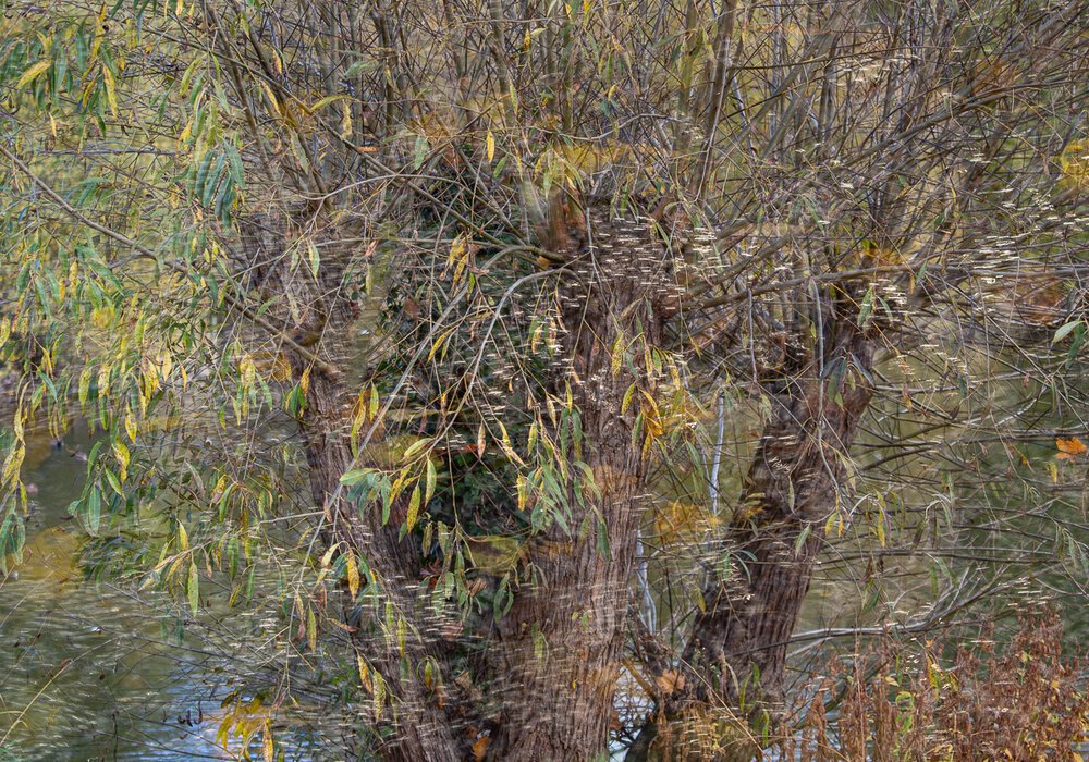 River Bank Dream by Richard Coleman