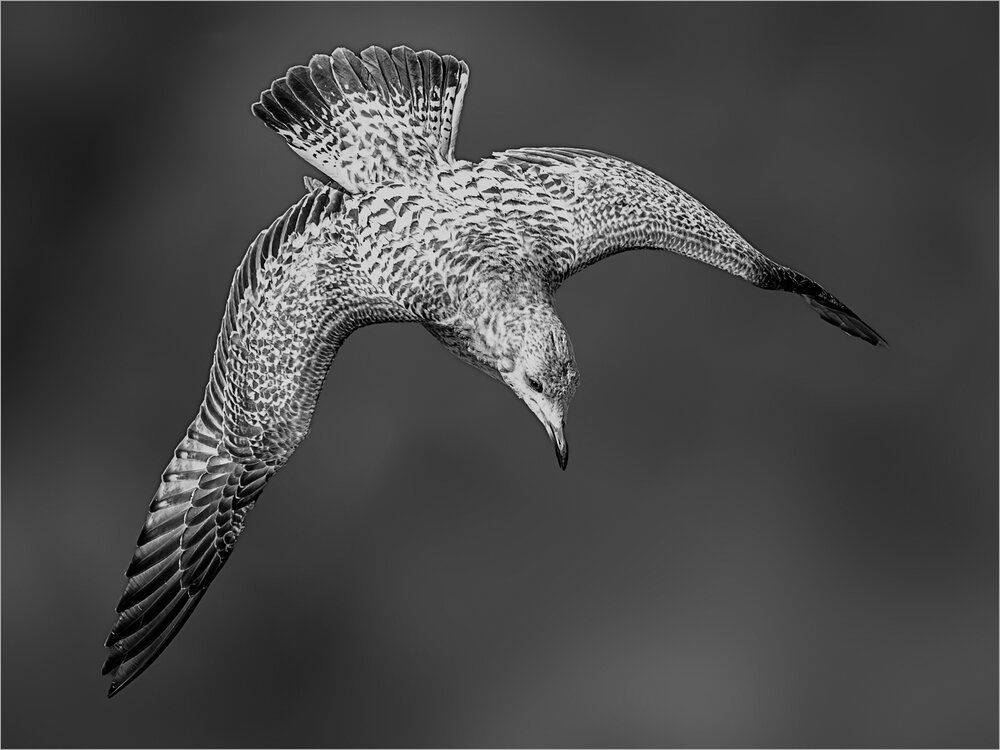 In For The Kill by David Duffney